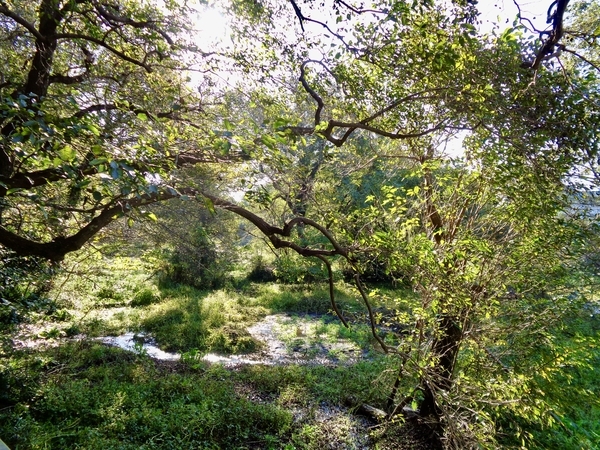木々の向こうに湧水が見える
