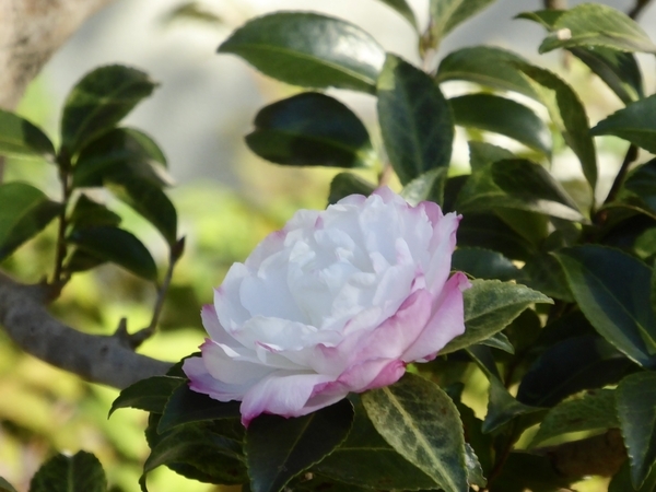 白い山茶花が咲いている。