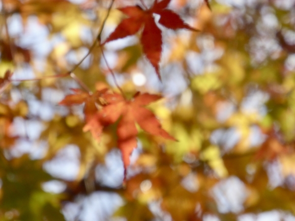 紅葉しているモミジがぼんやりと写っている。