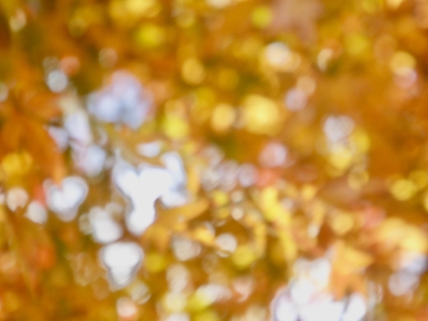 紅葉している木々。ピントが合っていない。