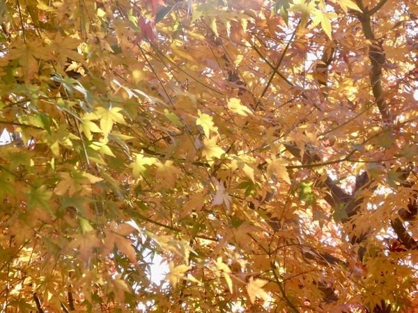 紅葉している木