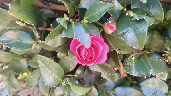 赤い山茶花