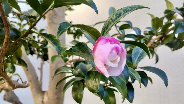 山茶花の木に白い花がついている