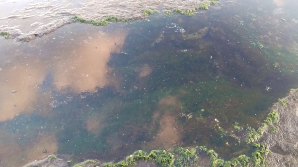 岩と岩の間に水がたまって小さな池のようになっている