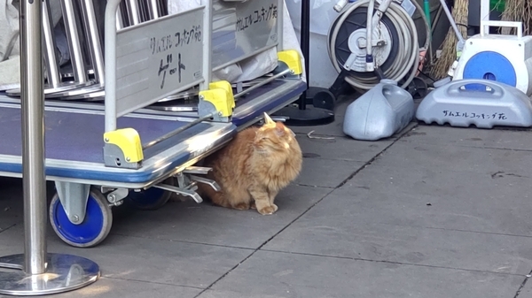 荷台の下から顔を出した江ノ島の猫