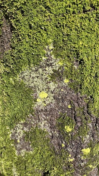 木の幹に生えた苔が雨に濡れている