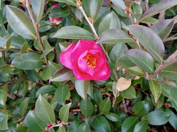 紅色の山茶花