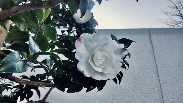 山茶花の木に白い花が咲いている