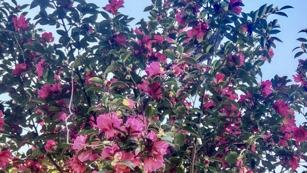 雨上がりの山茶花