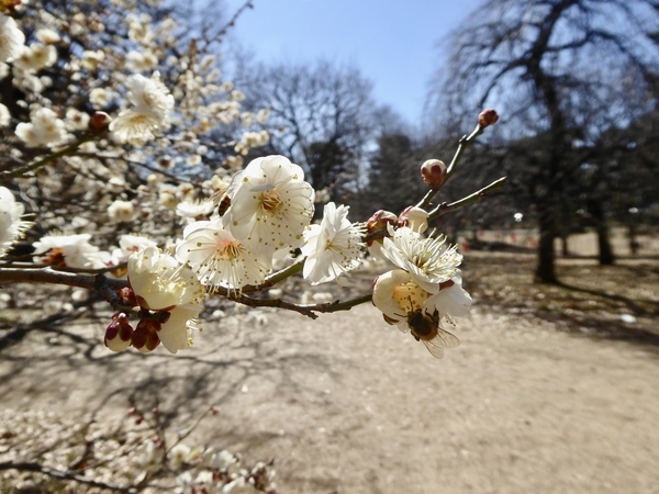 八重野梅についている蜂を撮った写真
