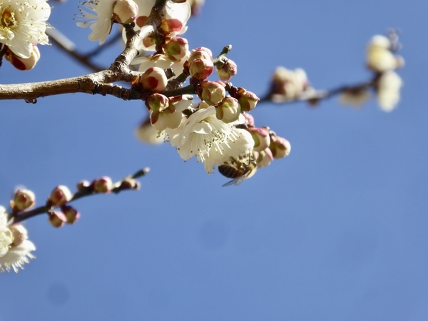 白梅に蜂が来ているところを撮った写真