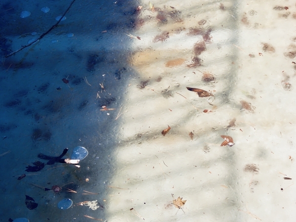 堀の水が氷っているところを撮った写真