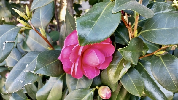 椿の花の写真