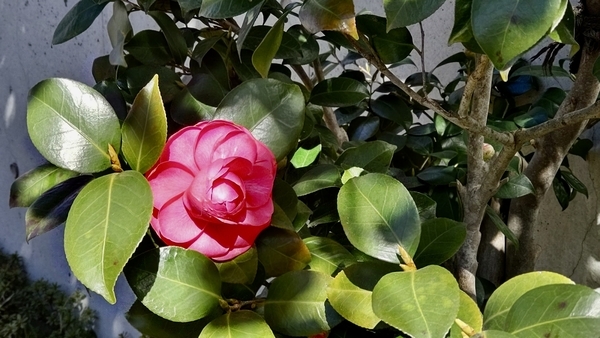 椿の花の写真