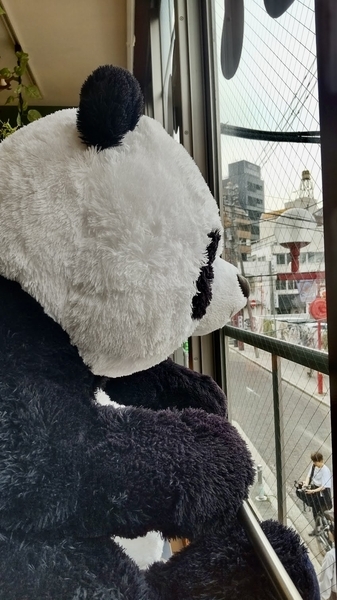 パンダのぬいぐるみの写真。窓の外を見ている。