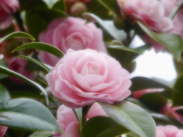 乙女椿の写真。木の上でたくさん花開いている。