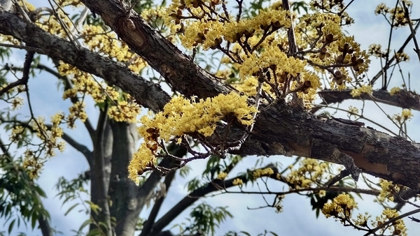 サンシュユの花が咲いているところを撮った写真
