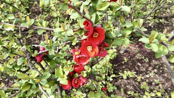 木瓜の花の写真