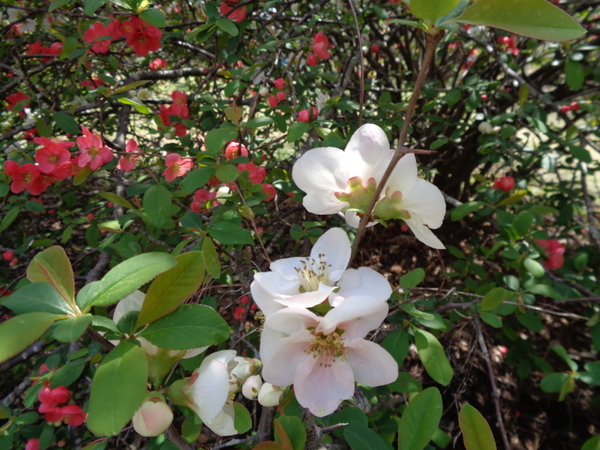 ボケの花の写真