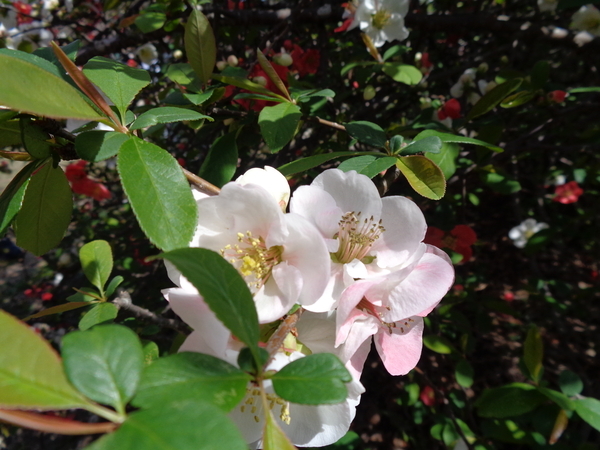 ボケの花の写真