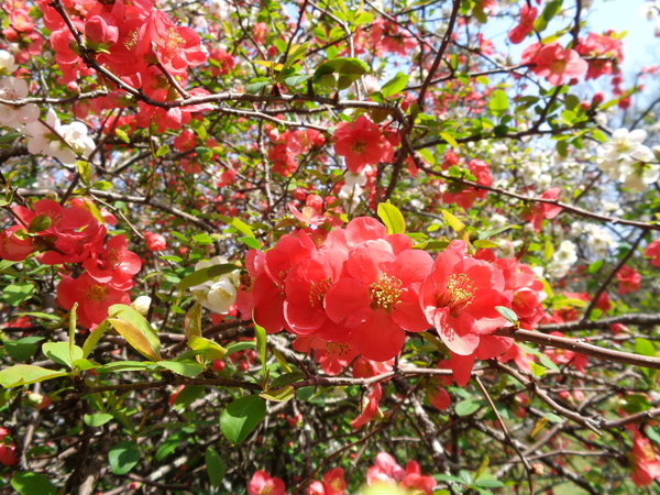 ボケの写真。花が咲いている。