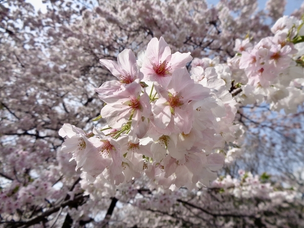 ソトオリヒメの花の写真