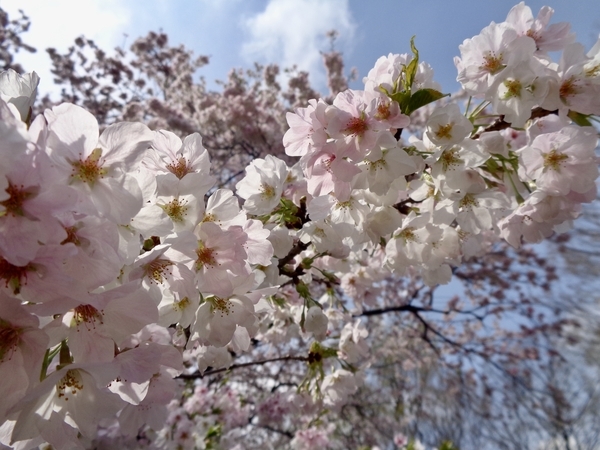 ソトオリヒメの花の写真