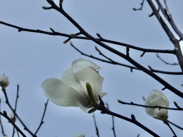 コブシの花の写真