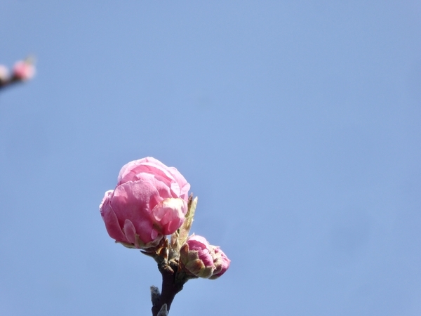 桃の花の写真