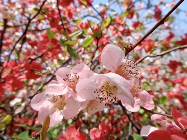 木瓜の花の写真。満開。