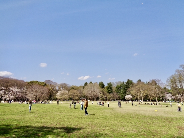 公園の広場を撮った写真。広場のまわりにいろんな木が植えられていて、花を咲かせているものが多く、けむったように見える。