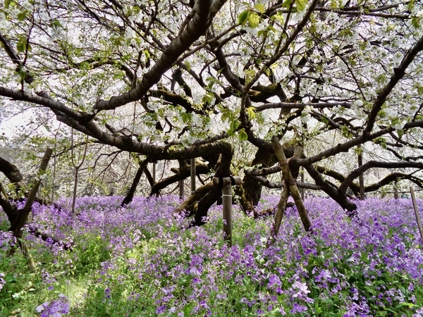 オオシマザクラの写真。四方八方に枝が伸びていて、根元で花大根が咲いている。