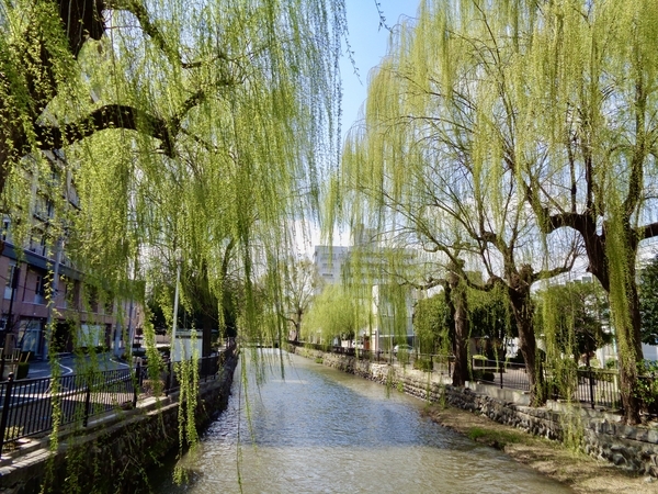 前橋市中央を流れる広瀬川の写真。両眼岸に柳の木が枝を垂れている。