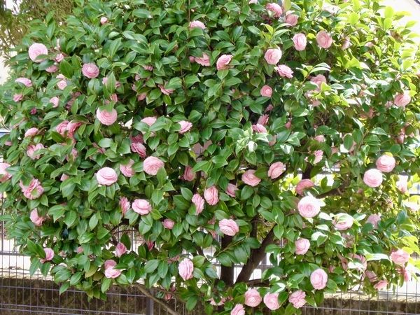 オトメツバキの写真。満開。