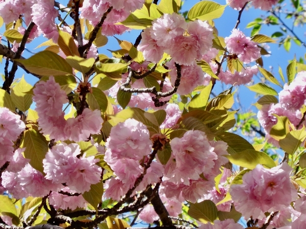 八重桜の写真