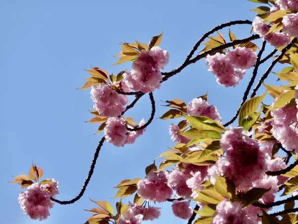 八重桜の写真