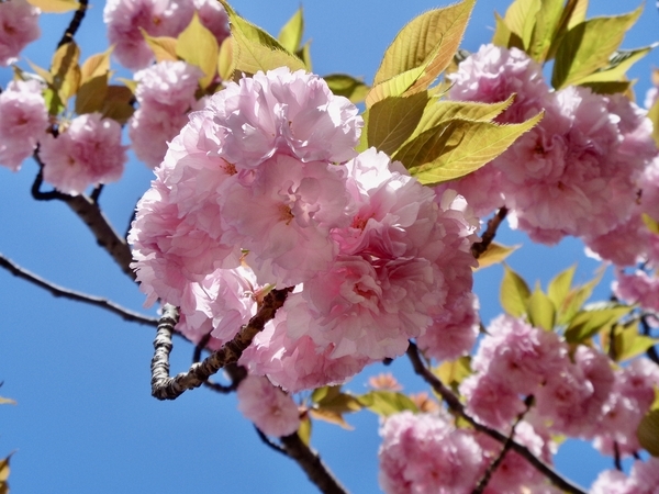 八重桜の写真。