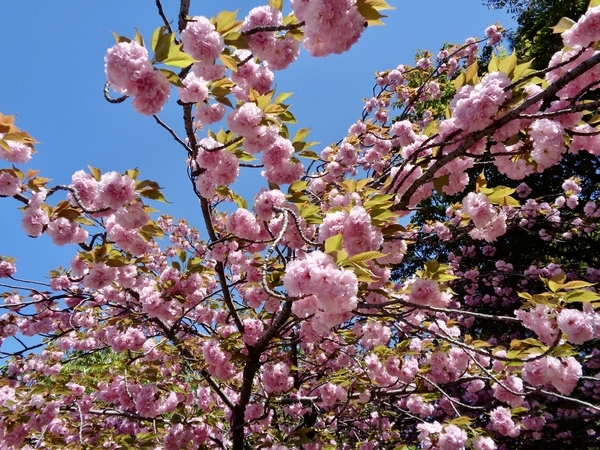 満開の八重桜の写真