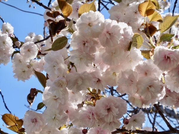 八重桜の写真。白くてまんまるのシルエット。