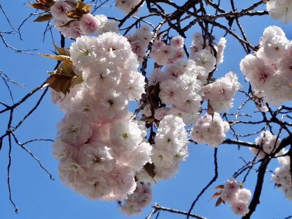 八重桜の写真。まんまるのシルエット。