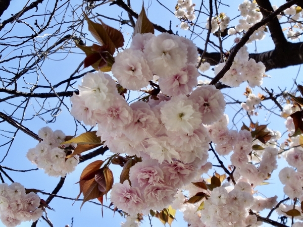 満開の八重桜の写真