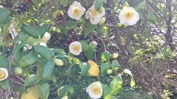抱え咲きの椿の写真