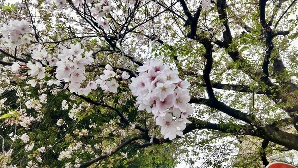 ソメイヨシノの写真。雨に濡れている。