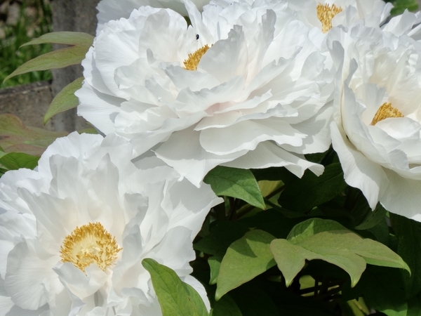おおぶりの牡丹が三輪、花を咲かせているところを撮った写真