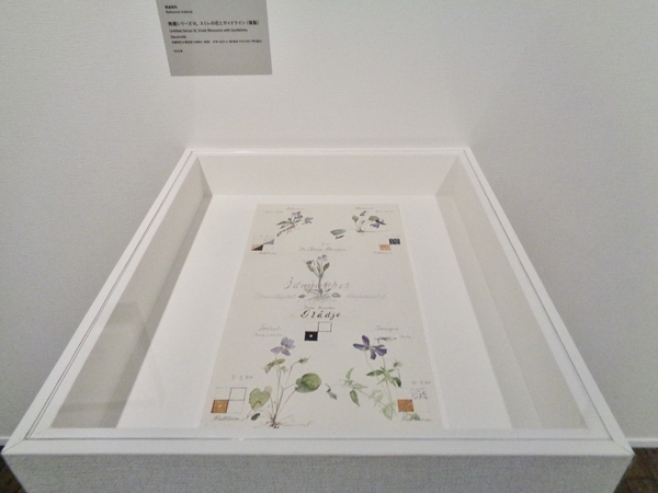 「スミレの花とガイドライン」という絵の写真