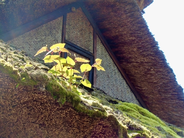 旧宮崎家住宅の屋根に苔など、植物がはえているのを撮った写真