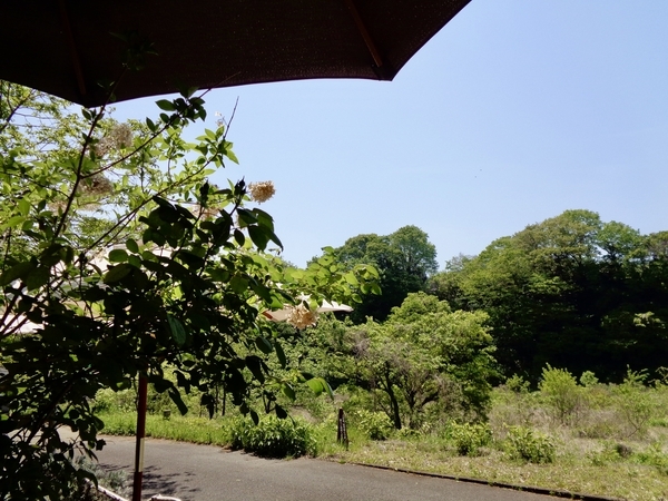 Tea Room のテラス席からの眺めを撮った写真