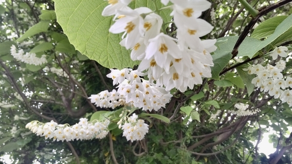 ハクウンボクの写真。下を向いた花がびっしり咲いている。