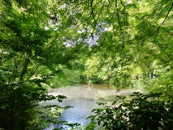 池の写真。回りを草木に囲まれている。