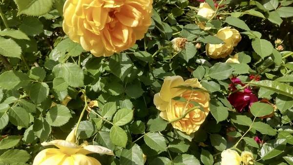ぎっしりとした花弁の薔薇を撮った写真